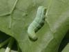 Orthosia incerta